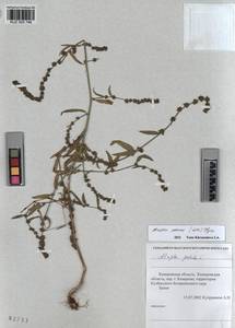 KUZ 003 746, Atriplex patens (Litv.) Iljin, Siberia, Altai & Sayany Mountains (S2) (Russia)