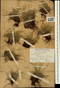 Carex humilis Leyss., Caucasus, Armenia (K5) (Armenia)