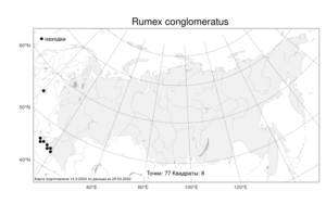 Rumex conglomeratus Murray, Atlas of the Russian Flora (FLORUS) (Russia)