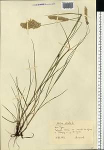 Melica ciliata L., Eastern Europe, Eastern region (E10) (Russia)