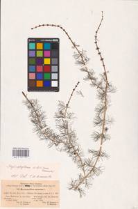 Myriophyllum sibiricum Kom., Eastern Europe, North-Western region (E2) (Russia)