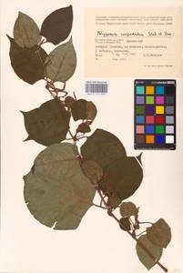 Reynoutria japonica Houtt., Eastern Europe, Western region (E3) (Russia)