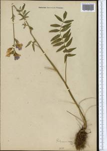 Polemonium caucasicum N. Busch, Middle Asia, Northern & Central Tian Shan (M4) (Not classified)