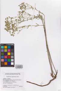 Euphorbia seguieriana Neck., Eastern Europe, Lower Volga region (E9) (Russia)