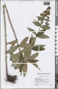 Lysimachia vulgaris L., Eastern Europe, Central region (E4) (Russia)