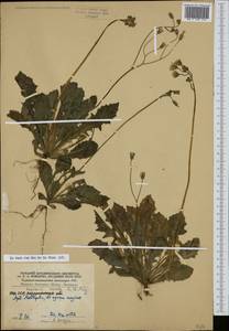 Crepis sancta subsp. sancta, Eastern Europe, South Ukrainian region (E12) (Ukraine)