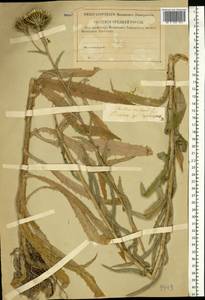 Carlina vulgaris L., Eastern Europe, Middle Volga region (E8) (Russia)
