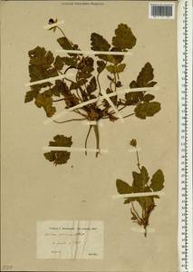 Erodium gruinum (L.) L'Hér., South Asia, South Asia (Asia outside ex-Soviet states and Mongolia) (ASIA) (Turkey)