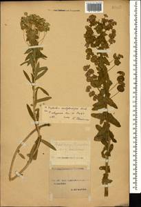 Euphorbia condylocarpa M.Bieb., Caucasus, Stavropol Krai, Karachay-Cherkessia & Kabardino-Balkaria (K1b) (Russia)
