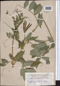 Lathyrus pisiformis L., Middle Asia, Dzungarian Alatau & Tarbagatai (M5) (Kazakhstan)