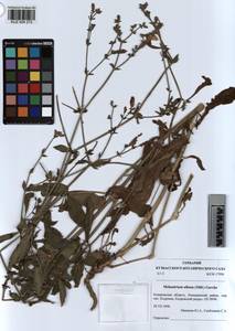 KUZ 004 272, Silene latifolia subsp. alba (Miller) Greuter & Burdet, Siberia, Altai & Sayany Mountains (S2) (Russia)