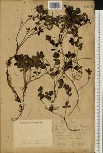 Vaccinium vitis-idaea L., Eastern Europe, Eastern region (E10) (Russia)