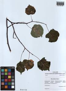 Tilia amurensis var. sibirica (Fisch. ex Bayer) Y. C. Zhu, Siberia, Altai & Sayany Mountains (S2) (Russia)