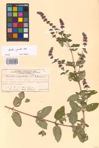 Mentha diemenica Spreng., Eastern Europe, Moscow region (E4a) (Russia)