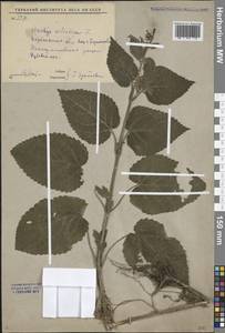 Stachys sylvatica L., Eastern Europe, Central forest-and-steppe region (E6) (Russia)