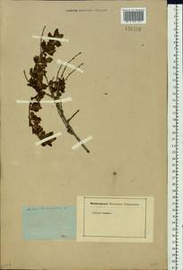 Ribes diacanthum Pall., Siberia (no precise locality) (S0) (Russia)