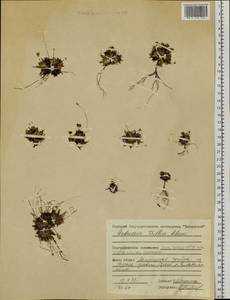 Androsace triflora Adams, Siberia, Central Siberia (S3) (Russia)