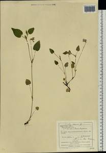 Viola canina L., Eastern Europe, West Ukrainian region (E13) (Ukraine)