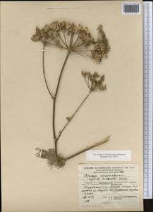 Prangos pabularia subsp. sarawschanica (Regel & Schmalh.) Lyskov & Pimenov, Middle Asia, Pamir & Pamiro-Alai (M2) (Tajikistan)