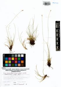 Carex parallela subsp. redowskiana (C.A.Mey.) T.V.Egorova, Siberia, Baikal & Transbaikal region (S4) (Russia)