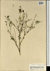 Astragalus majevskianus Krylov, Mongolia (MONG) (Mongolia)