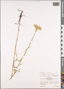 Achillea collina (Wirtg.) Becker ex Rchb., Eastern Europe, Middle Volga region (E8) (Russia)