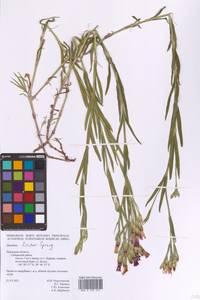 Dianthus chinensis L., Eastern Europe, North-Western region (E2) (Russia)