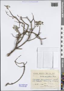 Salix bebbiana Sarg., Siberia, Baikal & Transbaikal region (S4) (Russia)