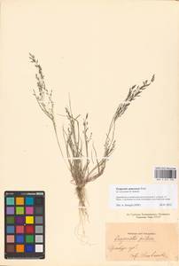 Eragrostis amurensis Prob., Eastern Europe, Eastern region (E10) (Russia)