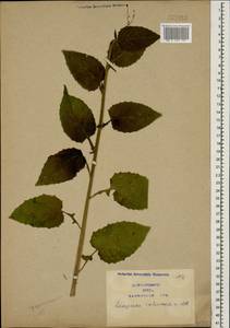 Lapsana communis subsp. intermedia (M. Bieb.) Hayek, Caucasus, Azerbaijan (K6) (Azerbaijan)