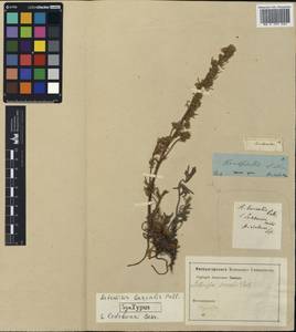 Artemisia bargusinensis Spreng., Siberia, Chukotka & Kamchatka (S7) (Russia)