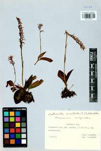 Hemipilia cucullata (L.) Y.Tang, H.Peng & T.Yukawa, Siberia, Baikal & Transbaikal region (S4) (Russia)