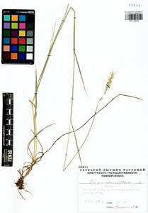 Elymus repens (L.) Gould, Siberia, Baikal & Transbaikal region (S4) (Russia)