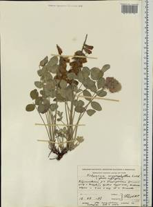 Hedysarum argyrophyllum Ledeb., Eastern Europe, Eastern region (E10) (Russia)