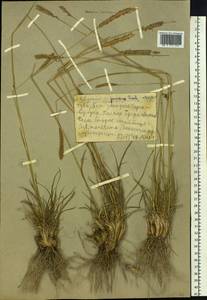 Psathyrostachys juncea (Fisch.) Nevski, Siberia, Altai & Sayany Mountains (S2) (Russia)