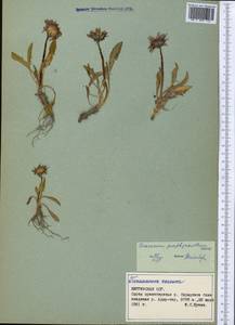 Taraxacum porphyranthum Boiss., Middle Asia, Northern & Central Tian Shan (M4) (Kyrgyzstan)