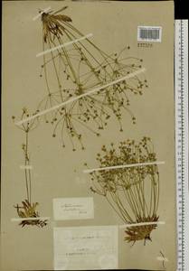 Androsace lactiflora Fisch. ex Willd., Siberia, Altai & Sayany Mountains (S2) (Russia)