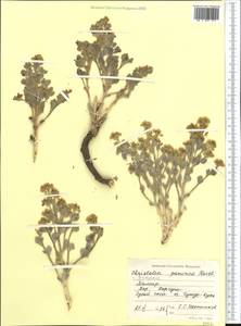 Christolea crassifolia Cambess., Middle Asia, Pamir & Pamiro-Alai (M2) (Tajikistan)