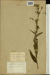 Picris hieracioides L., Eastern Europe, Central forest-and-steppe region (E6) (Russia)