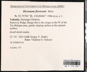 Dicranum flexicaule Brid., Bryophytes, Bryophytes - Yakutia (B19) (Russia)
