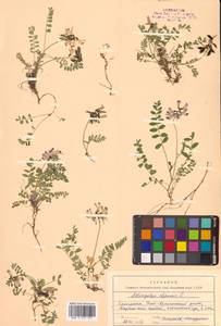 Astragalus alpinus L., Siberia, Chukotka & Kamchatka (S7) (Russia)