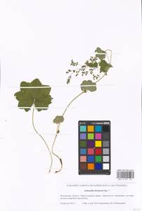 Alchemilla litwinowii Juz., Eastern Europe, Moscow region (E4a) (Russia)