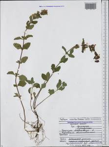 Teucrium chamaedrys L., Caucasus, North Ossetia, Ingushetia & Chechnya (K1c) (Russia)