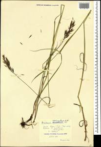 Bromus variegatus M.Bieb., Caucasus, Krasnodar Krai & Adygea (K1a) (Russia)