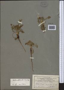 Schulzia albiflora (Kar. & Kir.) Popov, Middle Asia, Northern & Central Tian Shan (M4) (Kazakhstan)