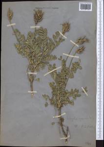 Astragalus ugamicus Popov, Middle Asia, Western Tian Shan & Karatau (M3)