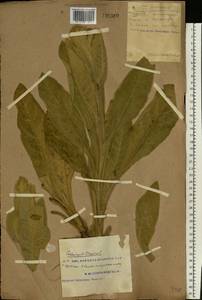 Verbascum thapsus L., Eastern Europe, South Ukrainian region (E12) (Ukraine)