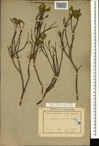 Daphne oleoides subsp. transcaucasica (Pobed.) Halda, Caucasus, Armenia (K5) (Armenia)