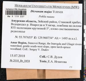 Dicranum majus Turner, Bryophytes, Bryophytes - Russian Far East (excl. Chukotka & Kamchatka) (B20) (Russia)