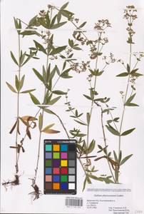 Galium rubioides L., Eastern Europe, Western region (E3) (Russia)